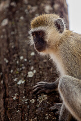 Obraz premium baboon tanzania