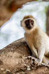 Obraz premium animal baboon