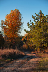 Autumn country road between golden tree and green pine 