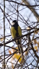 Fototapeta premium Vertical closeup of great tit bird sitting on bare tree branch