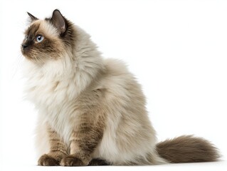 Obraz premium Ragdoll cat sitting profile view white background feline