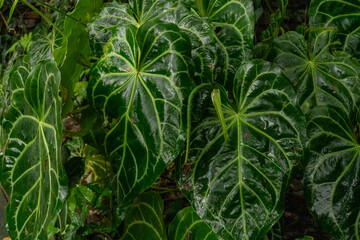 Close-up of large, lush green philodendron leaves in a botanical garden after the rain © Sergio Palacio