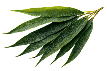 Fresh Eucalyptus Leaves on White Background