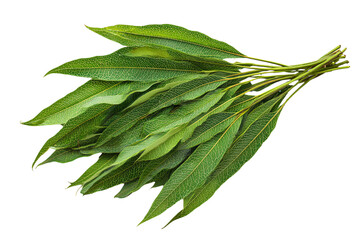 Fresh Eucalyptus Leaves on White Background