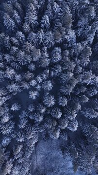 Overhead drone shot of a dense forest blanketed in snow, showcasing tall conifer trees in a serene winter landscape with soft natural lighting and cool blue tones.