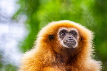 Obraz premium A captivating close-up of a gibbon showcasing its unique features amidst a blurred green background at a zoo in Cali, Colombia.