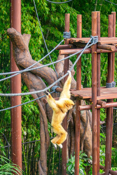 A playful monkey swinging on ropes at the Cali Zoo in Colombia, showcasing natural wildlife and vibrant greenery.
