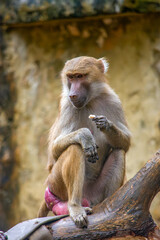 Obraz premium A baboon sitting on a log, holding food, showcasing animal behavior in Cali Zoo, Colombia. An engaging wildlife portrait.