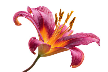 Close-Up of Pink Lily Flower on White Background