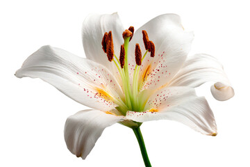 White Lily Flower Isolated on White