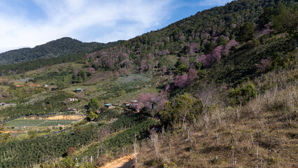 Tranquil travel destination for springtime, Mong Dao Nguyen at Dalat countryside, pink flowers Mai Anh Dao blooming among valley of highland, aerial view so peaceful