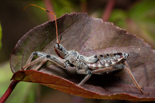 A Wheel Bug nymph sits motionless on a hibiscus leaf. Raleigh, North Carolina.