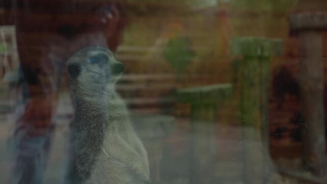 meerkat with glass reflection visitor silhouette, meerkat framed by dim exhibit with layered reflections of onlooker and gallery, wooden posts and painted backdrop visible beyond pane, contemplative