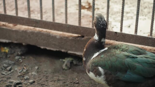 muscovy duck closeup near metal fence, iridescent wing feathers and red facial caruncles in sharp view while rooster blurs past, muddy ground and candid eye contact create tense yet authentic farm