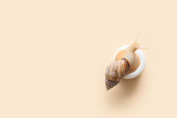 Snail and jar of cream on beige background