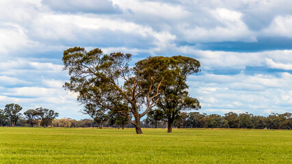Obraz premium Clouds over the green pastures in the Riverina countryside