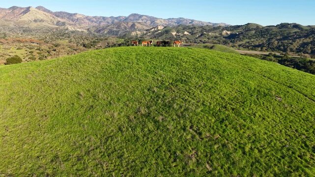 LOS OLIVOS, CALIFORNIA - 12.09.2025 - Wild horses roam the hillsides above Neverland Ranch near Los Olivos and the Santa Ynez Valley, Santa Barbara County, California.