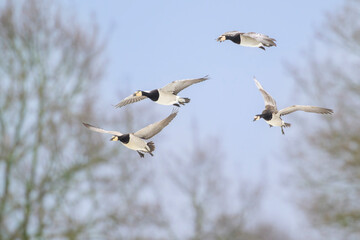 Weisswangengans Branta leucopsis barnacle goose