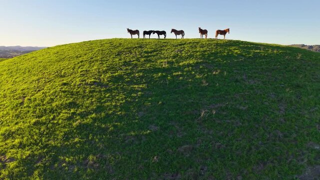 LOS OLIVOS, CALIFORNIA - 12.09.2025 - Wild horses roam the hillsides above Neverland Ranch near Los Olivos and the Santa Ynez Valley, Santa Barbara County, California.