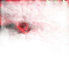 Red Rose Petals Soft Focused Image.