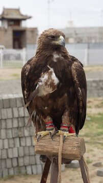 Golden Eagle in Traditional Falconry Gear Perched Outdoors in Mongolia. Vertical 4k video
