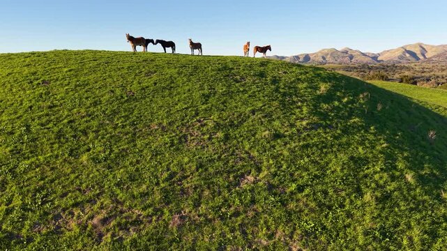 LOS OLIVOS, CALIFORNIA - 12.09.2025 - Wild horses roam the hillsides above Neverland Ranch near Los Olivos and the Santa Ynez Valley, Santa Barbara County, California.