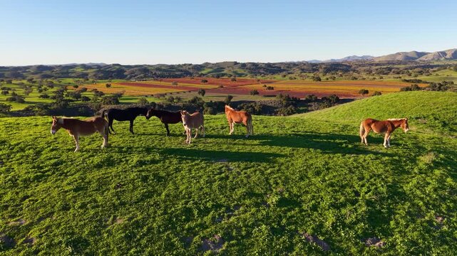 LOS OLIVOS, CALIFORNIA - 12.09.2025 - Wild horses roam the hillsides above Neverland Ranch near Los Olivos and the Santa Ynez Valley, Santa Barbara County, California.