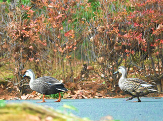 てくてく歩くつがいのカルガモ