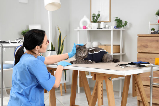 Female veterinarian and cute cat with recovery suit lying on table after sterilization in vet clinic