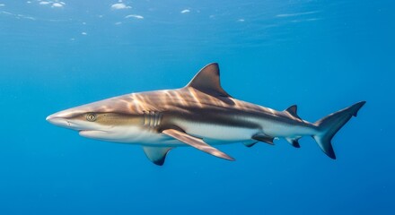 Obraz premium Juvenile shark swimming in clear ocean water, showing streamlined body and sharp fins. A young shark representing marine life, ocean biodiversity, and conservation.