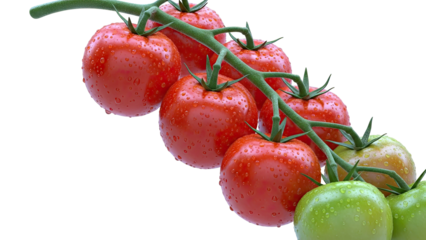 Vibrant Ripe Tomatoes on the Vine with Water Droplets