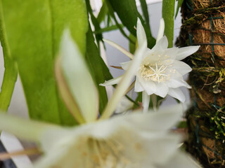 Fototapeta premium Epiphyllum bloom with foreground blur for creative ad background. White night cactus flower depth effect for premium branding visuals. Soft bokeh cactus blossom for modern decor marketing templates.