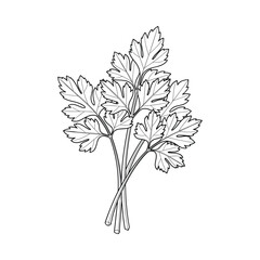 Hand drawn parsley sprigs illustration black white