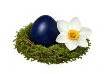 Blue easter egg in moss nest with narcissus flower