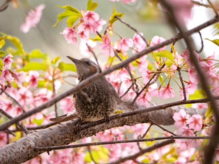 春の空を仰ぐ、桜色に染まるヒヨドリの瞳