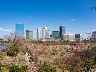 都会のオアシス！高層ビル群と賑わう梅林の絶景