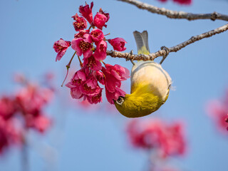 青空のアクロバット！寒緋桜の花に逆さまで顔を突っ込み蜜を吸うメジロ