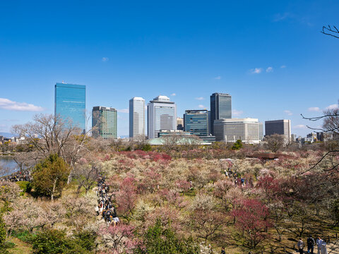都会のオアシス！高層ビル群と賑わう梅林の絶景