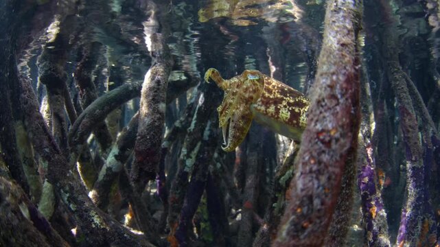 A Broadclub cuttlefish, Ascarosepion latimanus, hovers on the edge of a blue water mangrove forest in Raja Ampat, Indonesia. These cephalopods are rarely seen due to their effective camouflage.