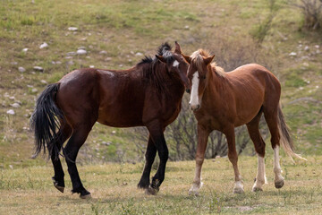 Fototapeta premium Bachelor Wild Horse Stallions Fighting for Dominance at Salt River Arizona United States
