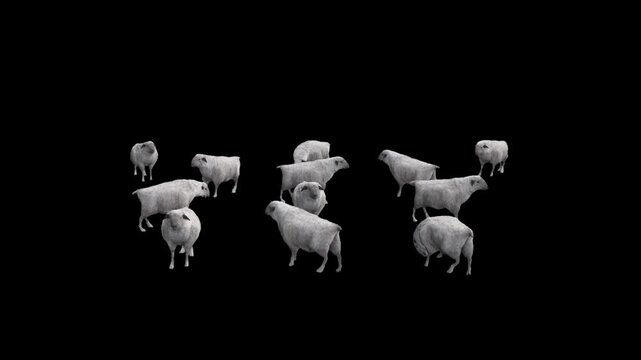 Flock of sheep eating, idle animation on black screen, 4K 60fps herd lamb idle standing isolated on alpha channel premultiplied with black and white matte, perfect for digital composition, 3d mapping
