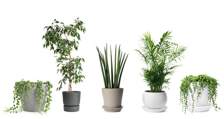 Fototapeta premium Lush green house plants in pots isolated on white, set