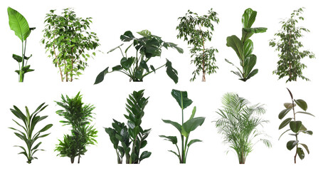 Lush green house plants isolated on white, set