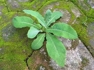 Tempuyung (Sonchus Arvensis) Plant Growing on Mossy Pavement Stones