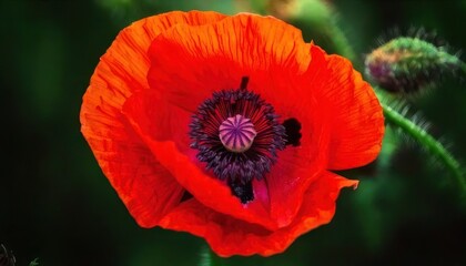 Vibrant Red Poppy Flower in Full Bloom with Dark Center and Bud.