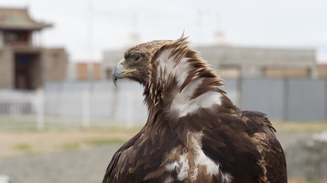 Golden Eagle in Traditional Falconry Gear Perched Outdoors in Mongolia