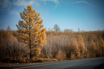 Obraz premium Autumn scenery in Arxan, Inner Mongolia, China