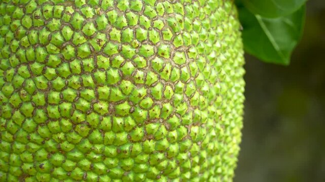 Close-up of a whole jackfruit on a tree in a lush Vietnamese garden. Natural organic agriculture.