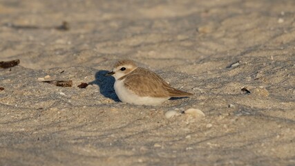 Fototapeta premium Snowy Plover