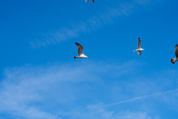 Seagulls flying in the blue sky with white clouds